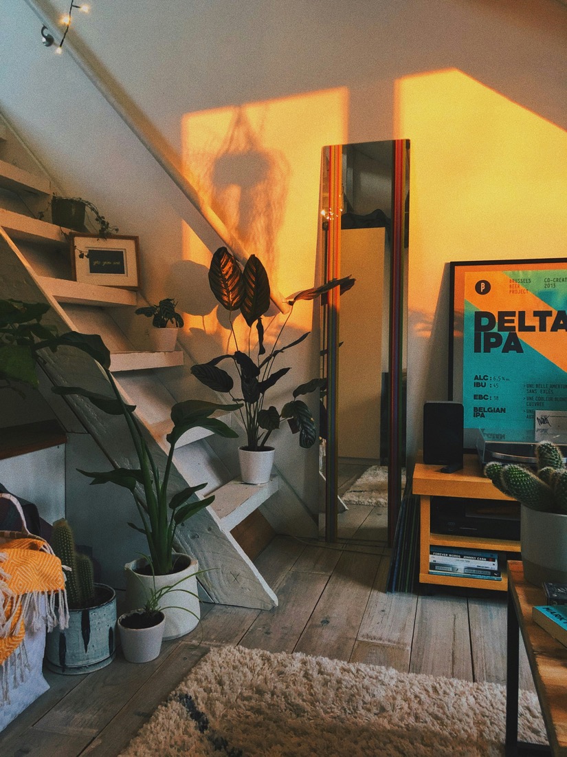 Potted plants by a window catching golden-hour light